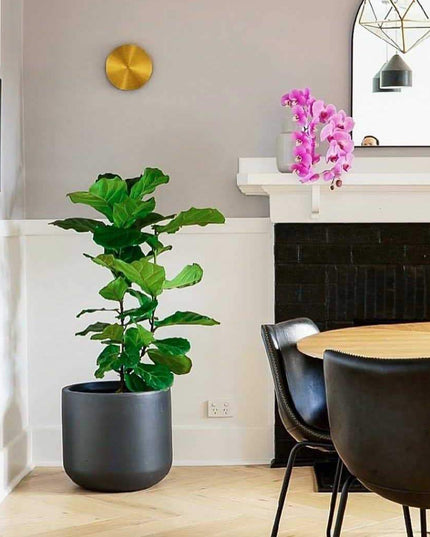 Wall lamp (Sconce) ROSSA by Rodesigne